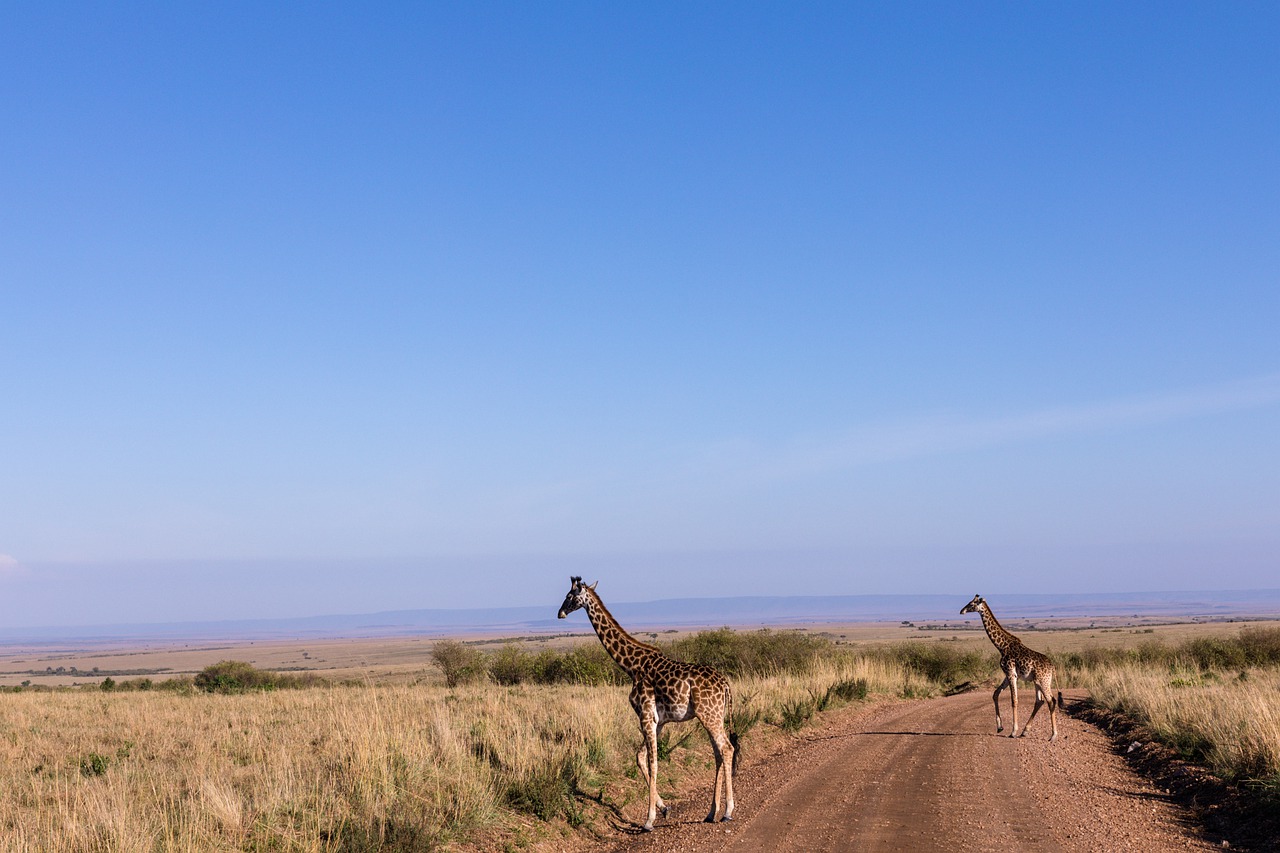 5 Day Ndutu Migration Safari